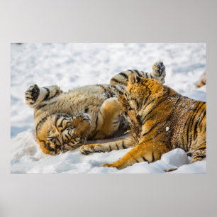 Northeast Tiger Poster