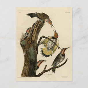 Norther Flicker from Audubon's Birds of America  Postcard