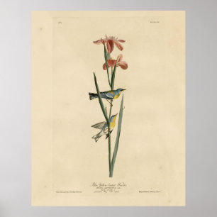 Norther Parula from Audubon's Birds of America Poster