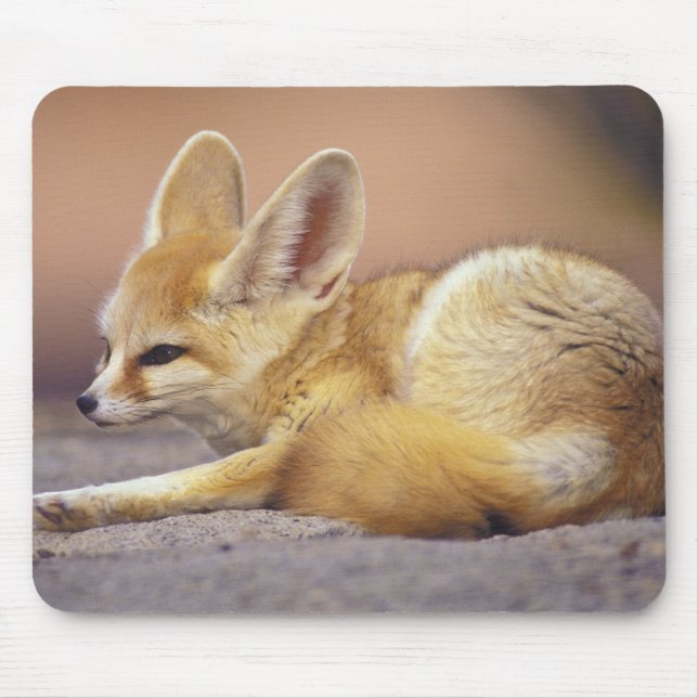 Northern Africa. Fennec Fennecus zerda) Mouse Pad (Front)