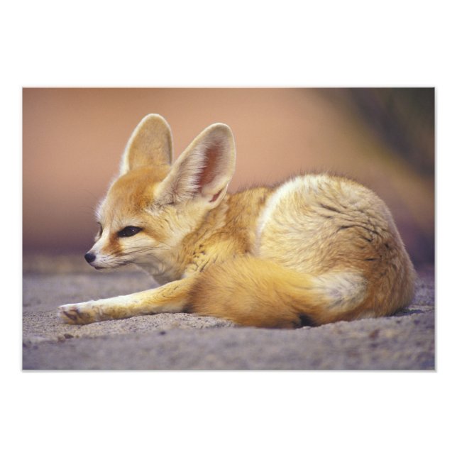 Northern Africa. Fennec Fennecus zerda) Photo Print (Front)