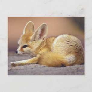 Northern Africa. Fennec Fennecus zerda) Postcard