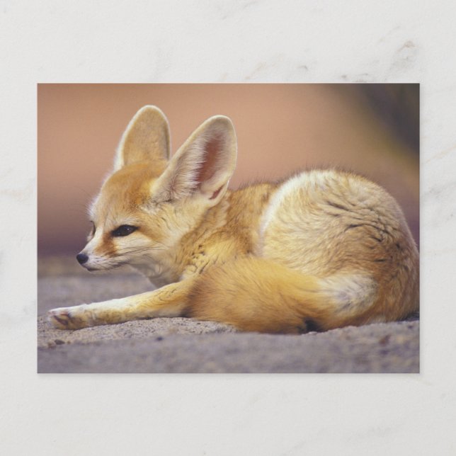 Northern Africa. Fennec Fennecus zerda) Postcard (Front)