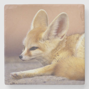 Northern Africa. Fennec Fennecus zerda) Stone Coaster