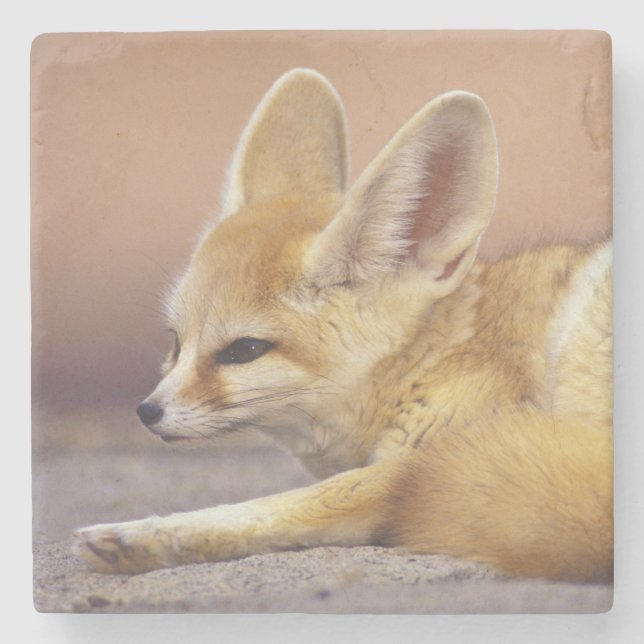 Northern Africa. Fennec Fennecus zerda) Stone Coaster (Front)