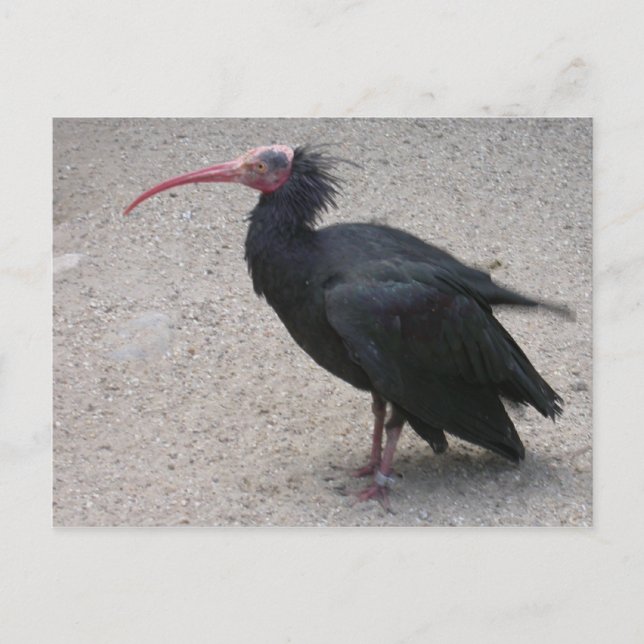 Northern Bald Ibis Postcard (Front)