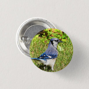 Northern Blue Jay 3 Cm Round Badge
