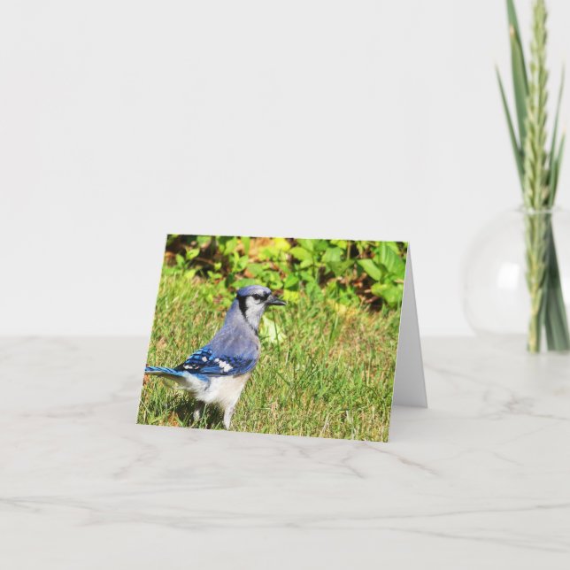 Northern Blue Jay Card (Front)