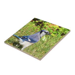 Northern Blue Jay Ceramic Tile