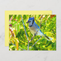 Northern Blue Jay in Tree Nature Custom