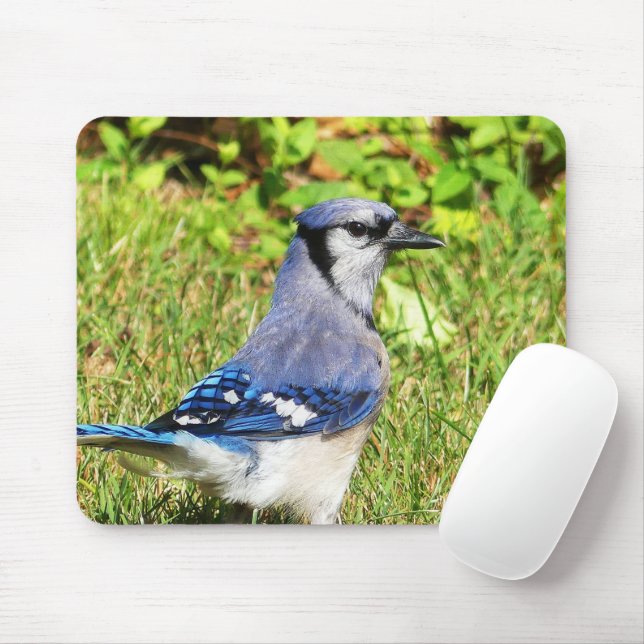 Northern Blue Jay Mouse Pad (With Mouse)