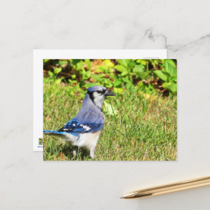 Northern Blue Jay Postcard