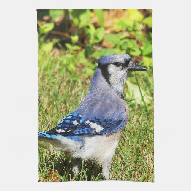 Northern Blue Jay Tea Towel (Vertical)