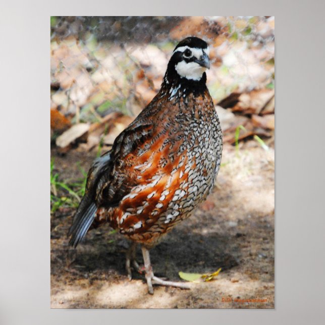 Northern Bobwhite Poster (Front)