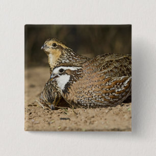 Northern Bobwhite quail babies at pond for drink 15 Cm Square Badge
