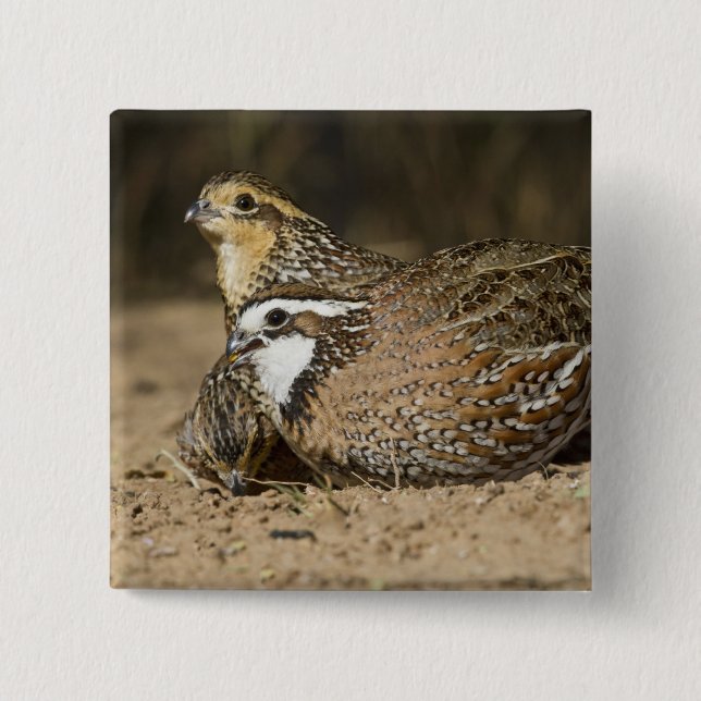 Northern Bobwhite quail babies at pond for drink 15 Cm Square Badge (Front)