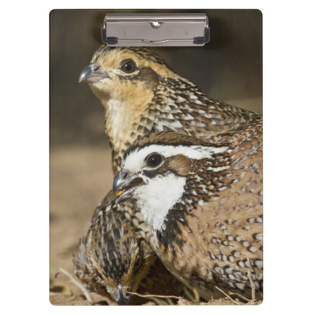 Northern Bobwhite quail babies at pond for drink Clipboard (Front)