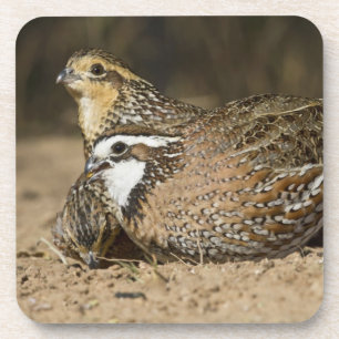 Northern Bobwhite quail babies at pond for drink Coaster