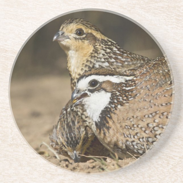 Northern Bobwhite quail babies at pond for drink Coaster (Front)