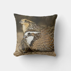 Northern Bobwhite quail babies at pond for drink Cushion