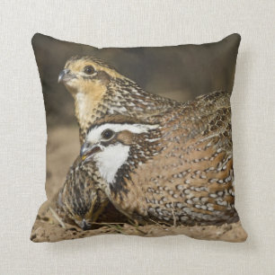Northern Bobwhite quail babies at pond for drink Cushion