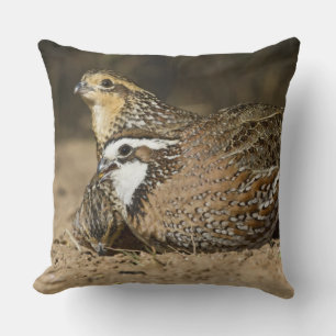 Northern Bobwhite quail babies at pond for drink Cushion