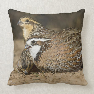 Northern Bobwhite quail babies at pond for drink Cushion