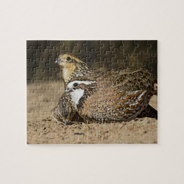 Northern Bobwhite quail babies at pond for drink Jigsaw Puzzle (Horizontal)