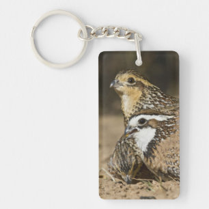 Northern Bobwhite quail babies at pond for drink Key Ring