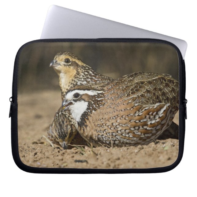 Northern Bobwhite quail babies at pond for drink Laptop Sleeve (Front)