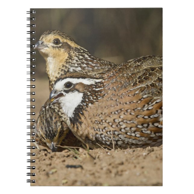 Northern Bobwhite quail babies at pond for drink Notebook (Front)