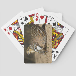 Northern Bobwhite quail babies at pond for drink Playing Cards