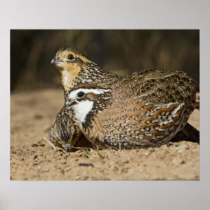 Northern Bobwhite quail babies at pond for drink Poster