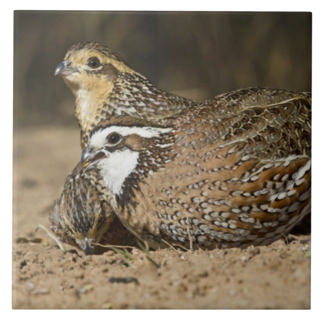 Northern Bobwhite quail babies at pond for drink Tile (Front)
