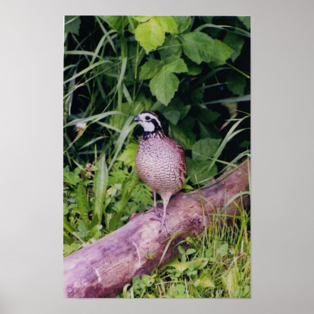 Northern Bobwhite Quail Poster (Front)