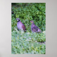 Northern Bobwhite Quail