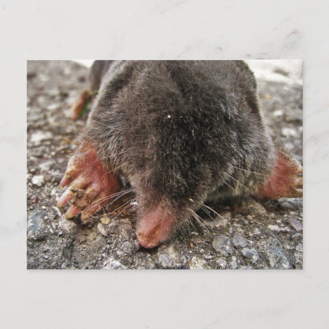 Northern Broadfoot Mole Postcard (Front)