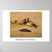 Northern California elephant seals