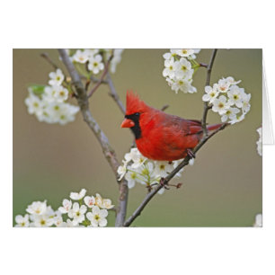 Northern Cardinal
