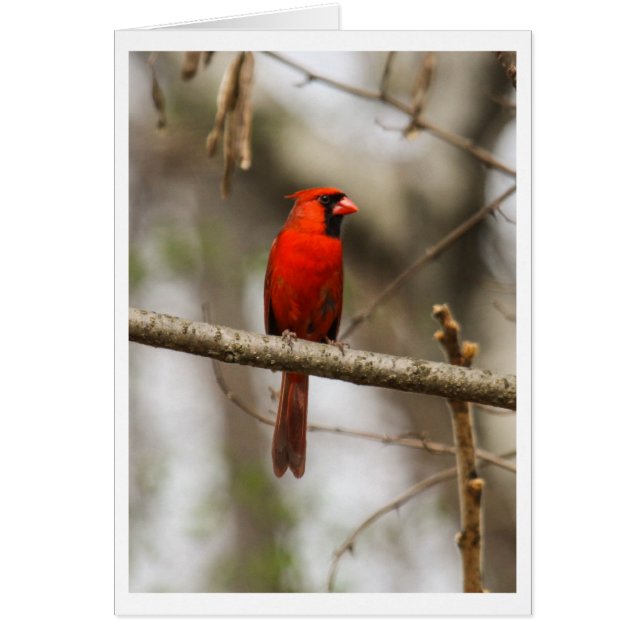 Northern Cardinal (Front)
