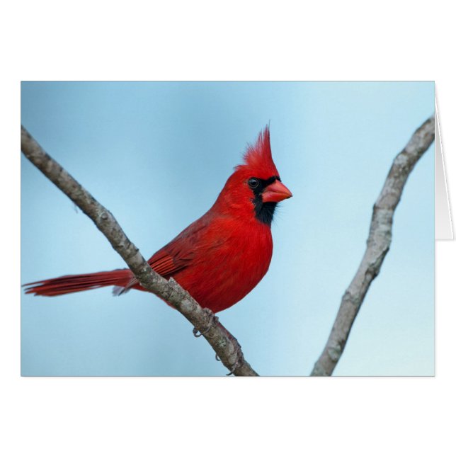 Northern Cardinal (Front Horizontal)