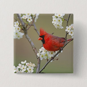 Northern Cardinal 15 Cm Square Badge