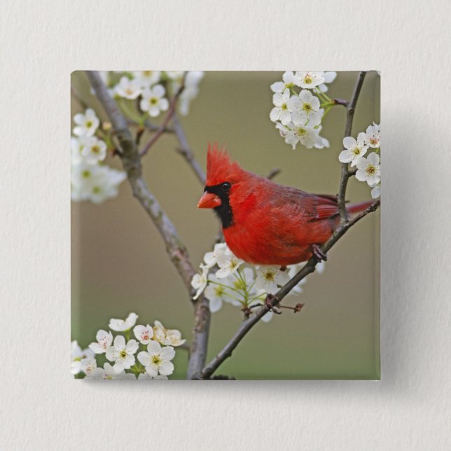 Northern Cardinal 15 Cm Square Badge (Front)