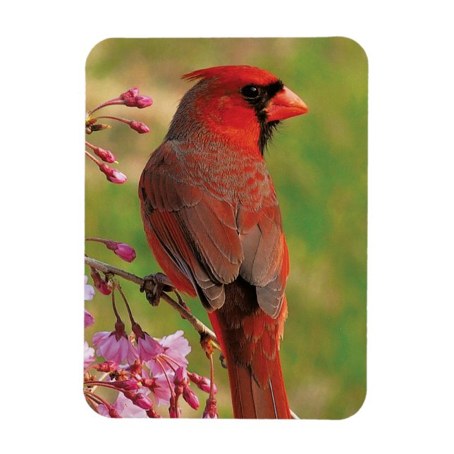 Northern Cardinal 2 Magnet (Vertical)