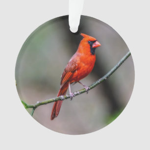 Northern Cardinal Acrylic Ornament
