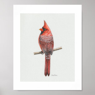 Northern Cardinal Art Print