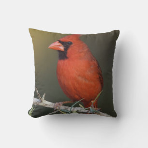 Northern Cardinal, Cardinalis cardinalis, male Cushion