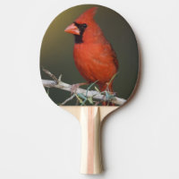 Northern Cardinal, Cardinalis cardinalis, male
