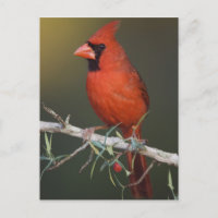 Northern Cardinal, Cardinalis cardinalis, male