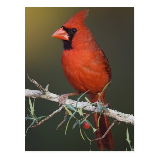 Northern Cardinal, Cardinalis cardinalis, male Postcard
